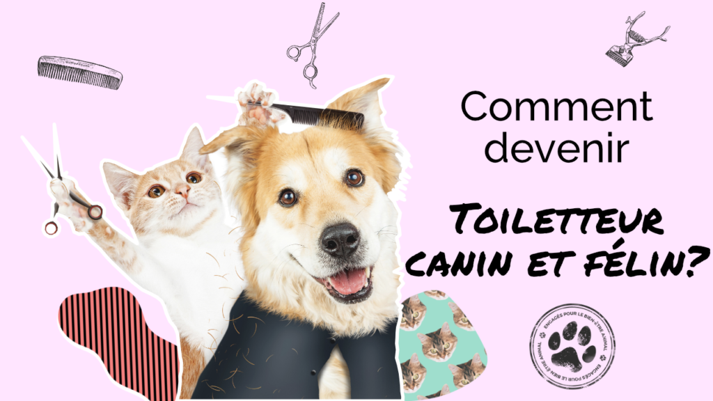 comment devenir toiletteur canin et félin