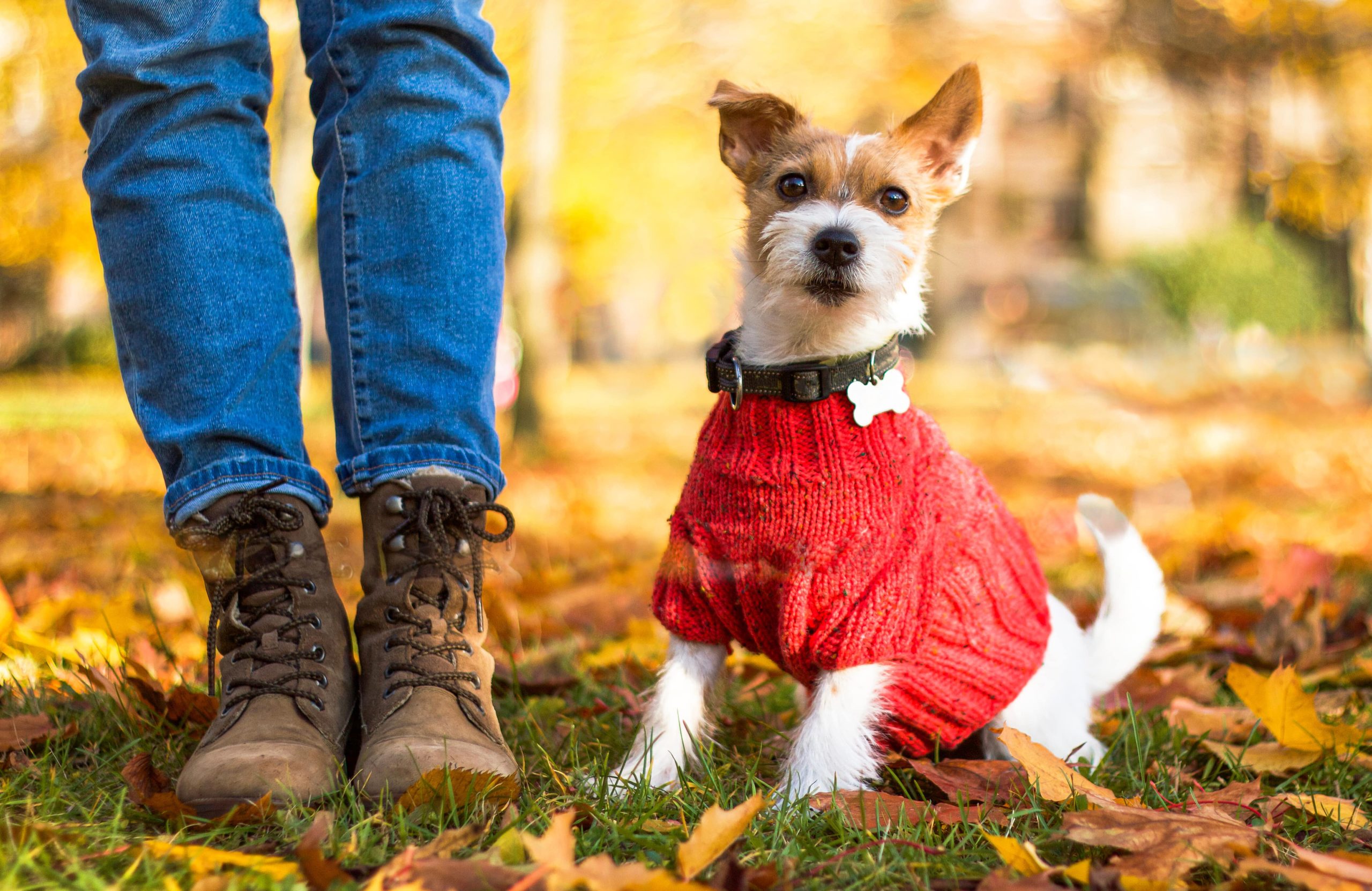 Faut-il habiller son chien en hiver? - Snob Dog Academy