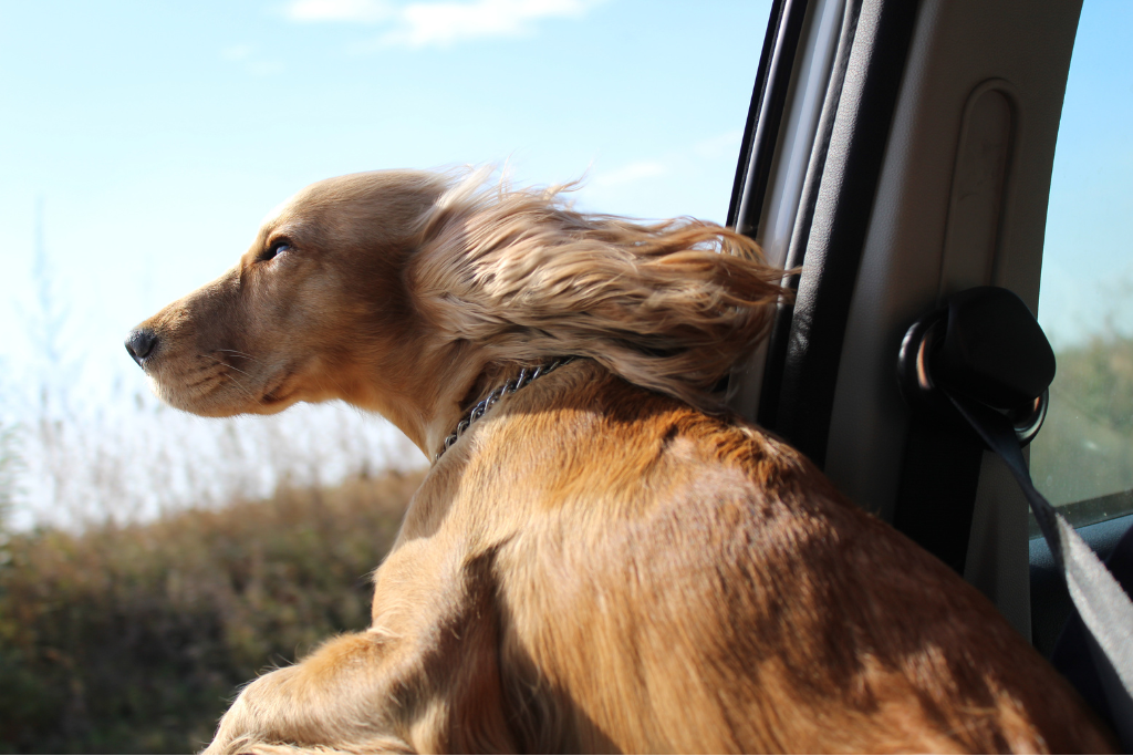 Pourquoi les chiens aiment sortir la tête en voiture ? • Emprunte Mon toutou